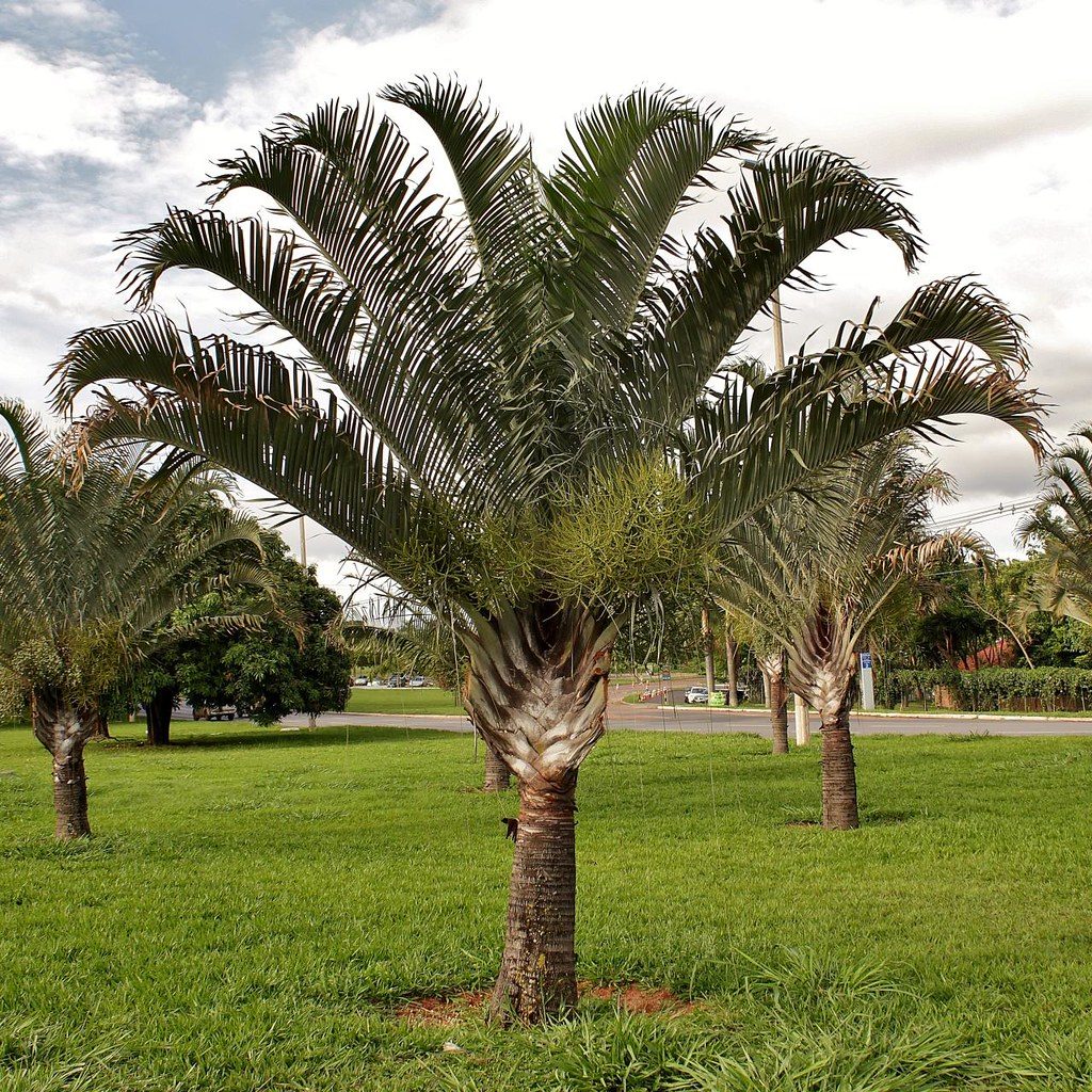 Palmeira Triângulo Saiba Tudo Sobre Essa Planta