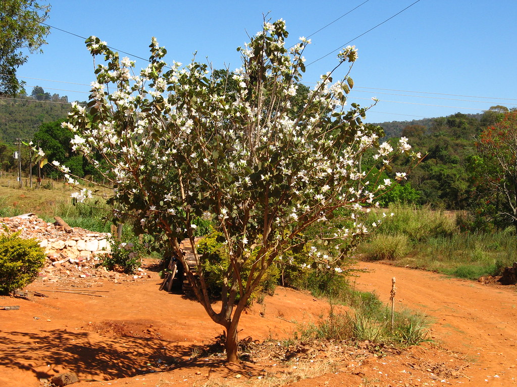 Pata de Vaca Saiba Tudo Sobre Essa Árvore