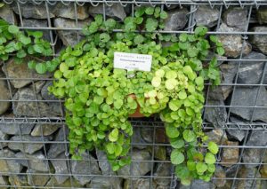 Planta Dolar Saiba Tudo Sobre Essa Planta