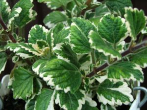 Planta Incenso Um Guia Completo Para Você