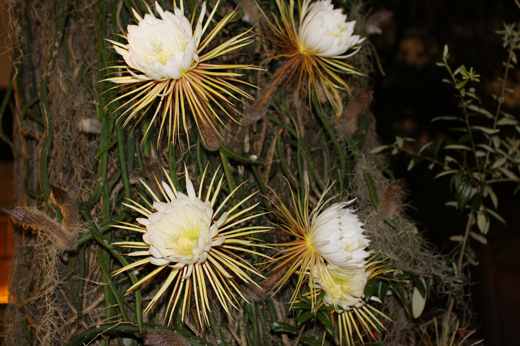 Selenicereus Grandiflorus Tudo Sobre Esse Cacto