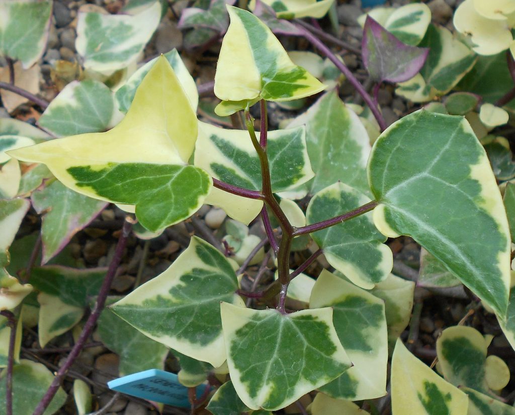 Senecio Macroglossus Tudo Sobre Essa Suculenta