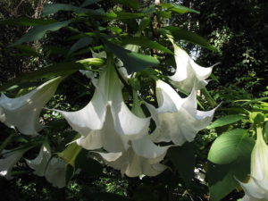 Trombeta de Anjo Um Guia Completo Desta Planta