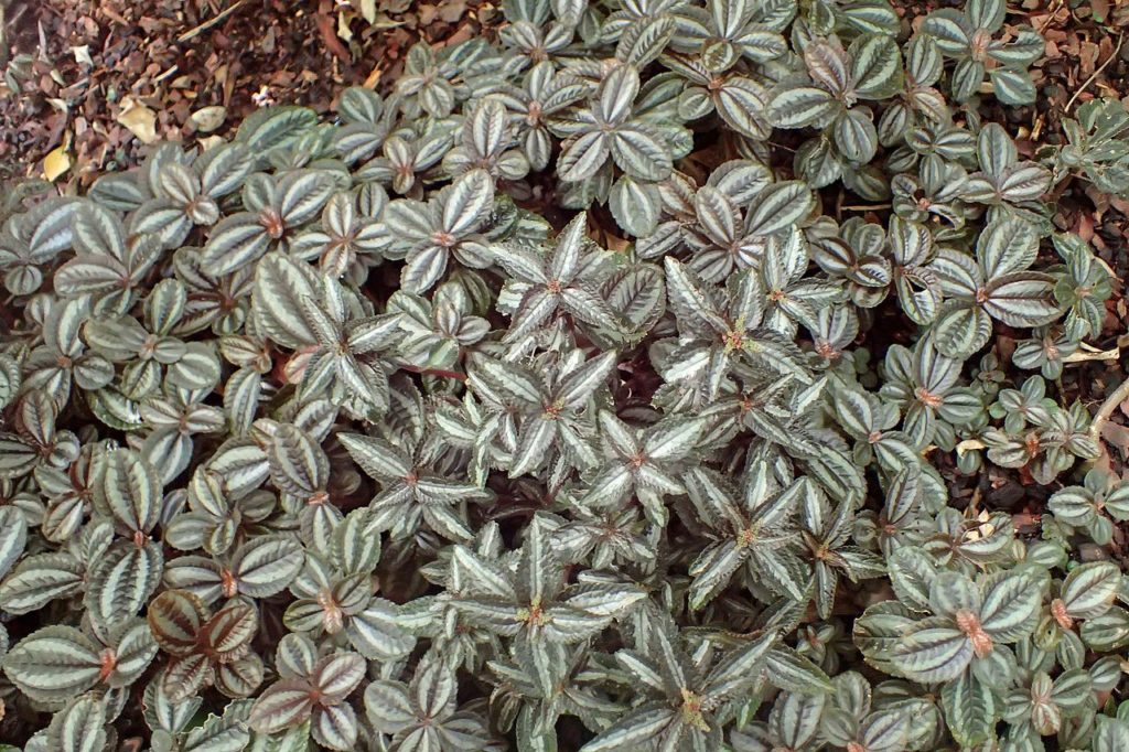 Asa de Anjo Saiba Tudo Sobre Essa Planta