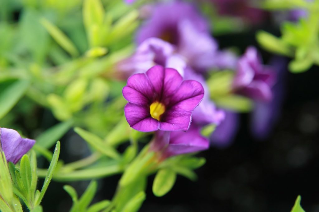 Calibrachoa Saiba Tudo Sobre Essa Planta