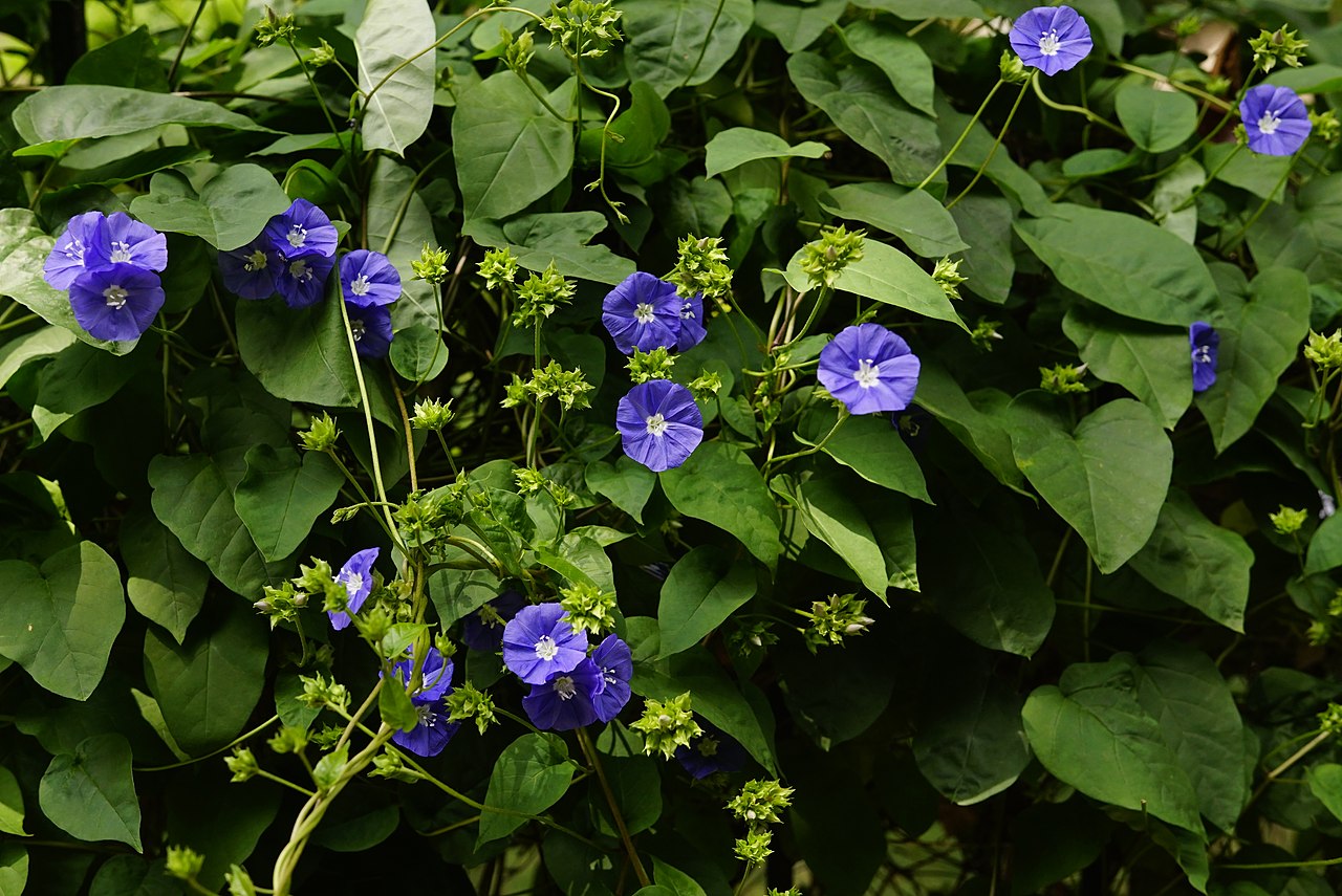 Céu Azul Um Guia Completo Sobre Essa Planta