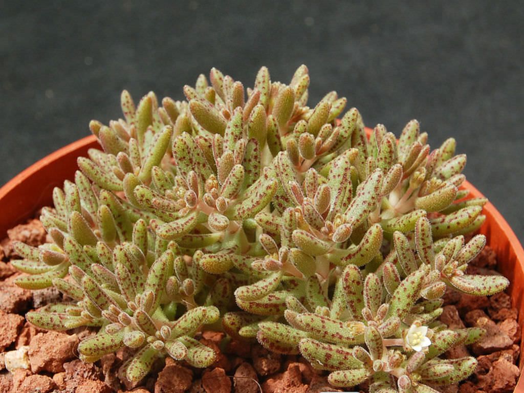 Crassula Humbertii Tudo Sobre Essa Suculenta