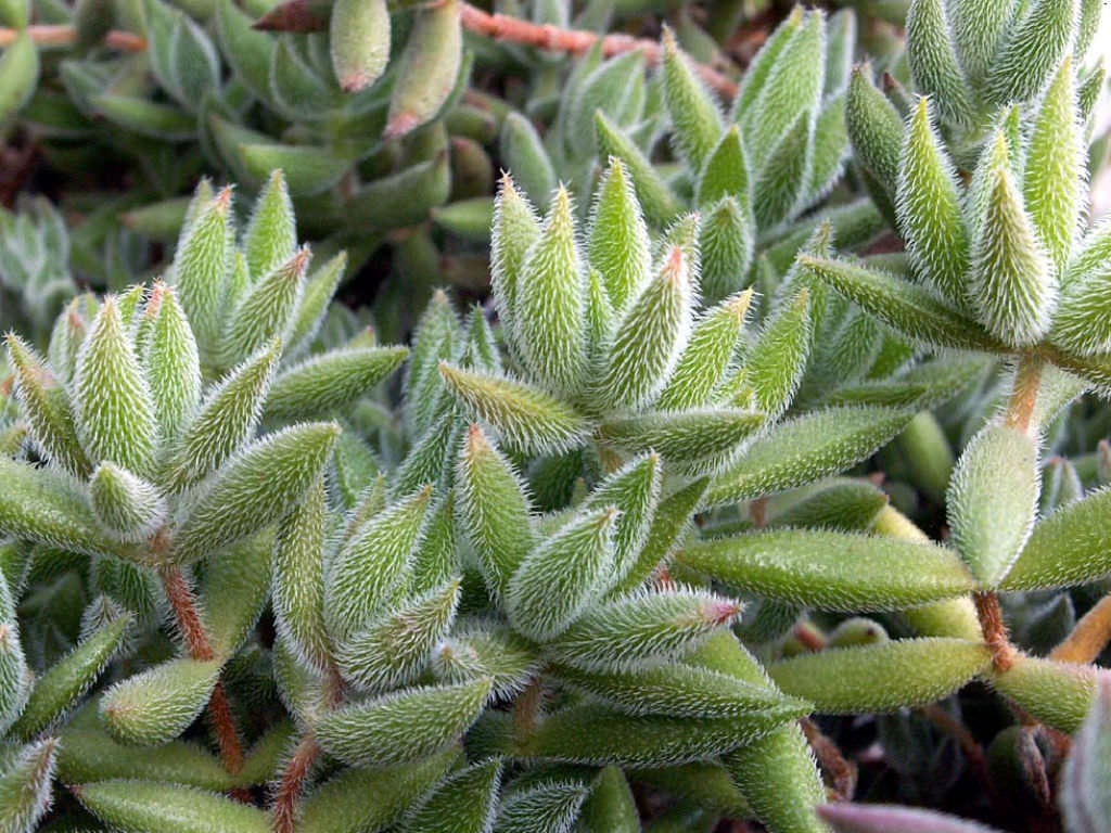 Crassula Mesembryanthemoides Guia Completo