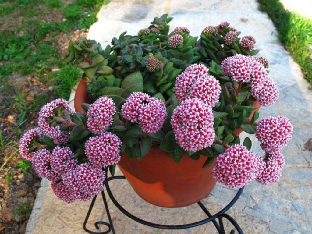 Crassula Springtime Um Guia Desta Suculenta