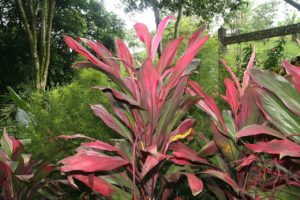 Dracena Vermelha Saiba Tudo Sobre Essa Planta