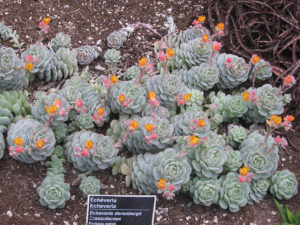 Echeveria Derenbergii Tudo Sobre Essa Suculenta