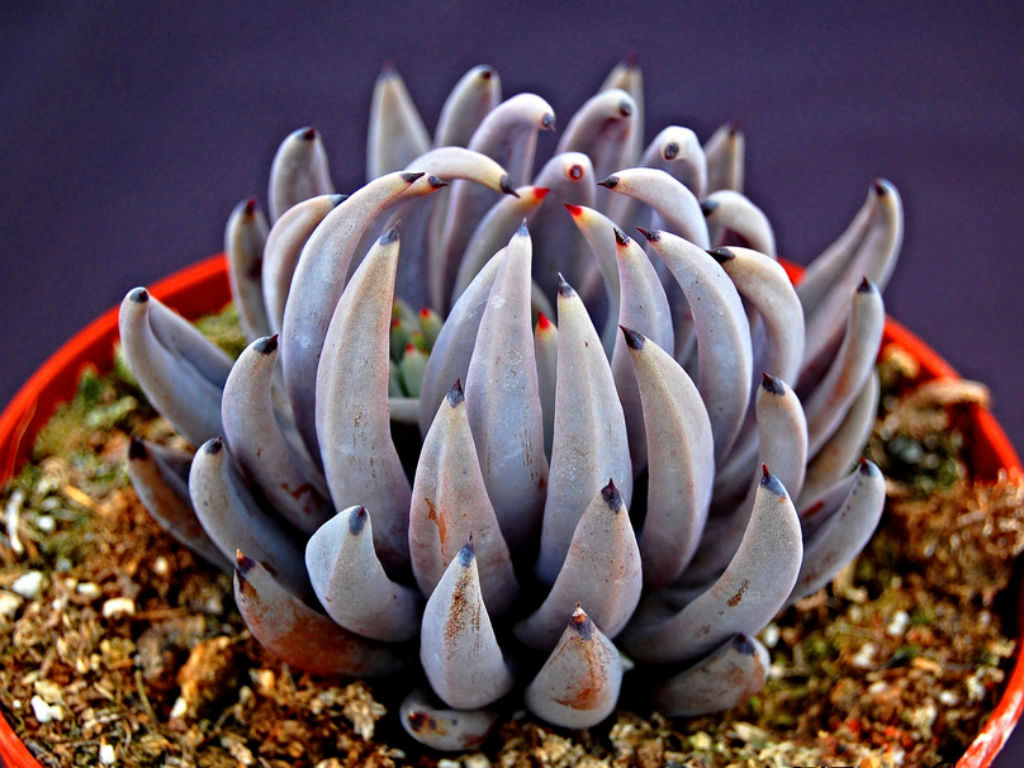 Echeveria Unguiculata Um Guia Desta Suculenta