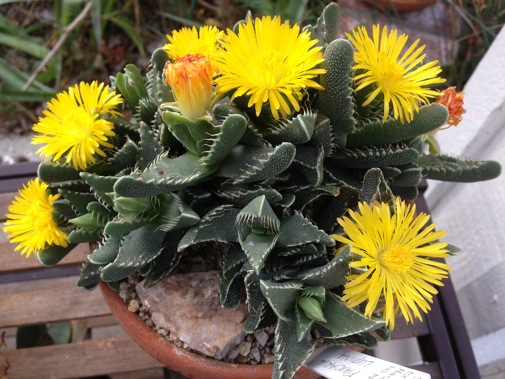 Faucaria Lupina Saiba Tudo Sobre Essa Suculenta