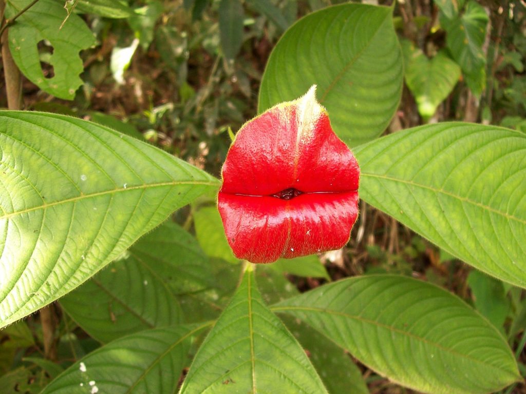 Flor Beijo Um Guia Completo Desta Planta