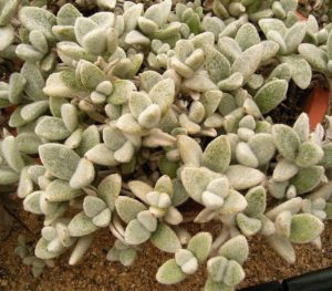 Kalanchoe Eriophylla Um Guia Desta Suculenta