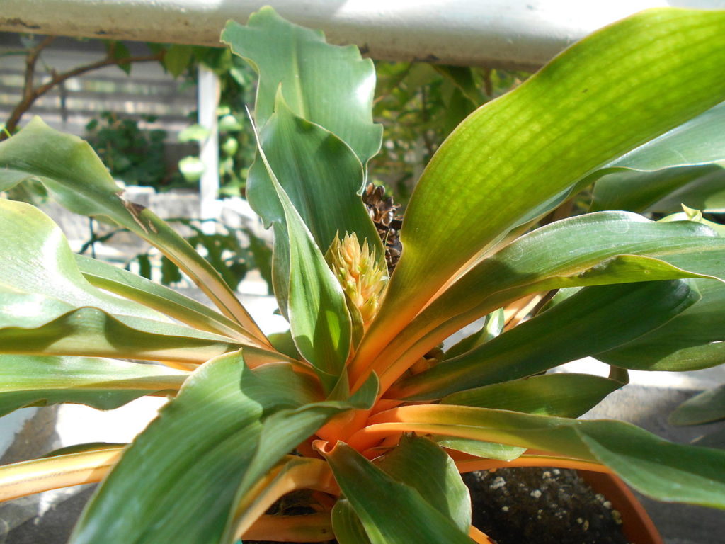 Lumina Saiba Tudo Sobre Essa Planta