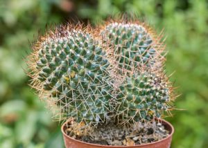 Mammillaria Polythele Tudo Sobre Esse Cacto