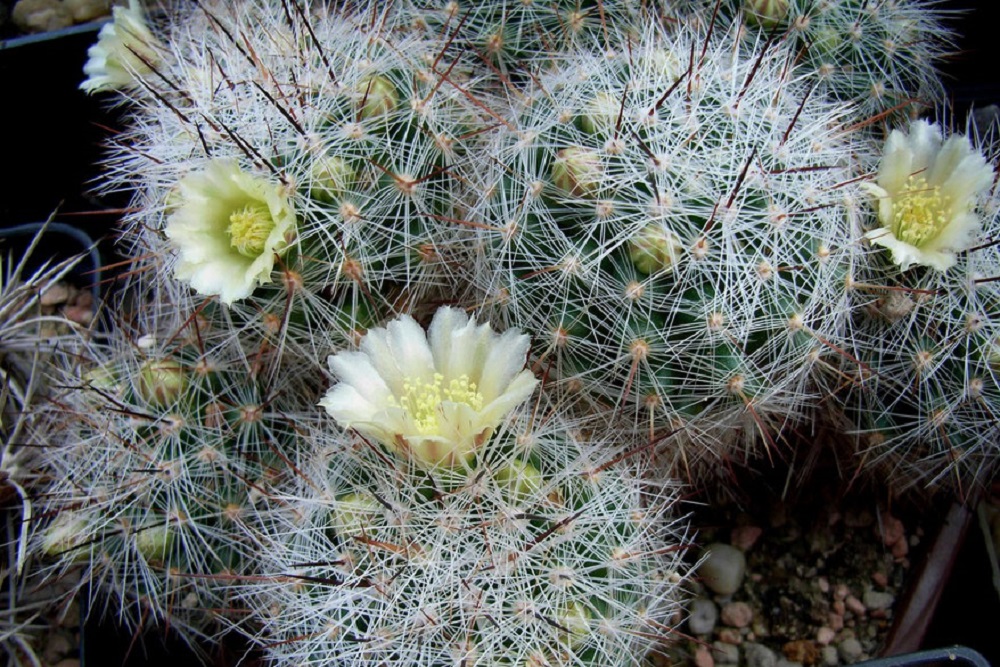 Mammillaria Vetula Saiba Tudo Sobre Esse Cacto