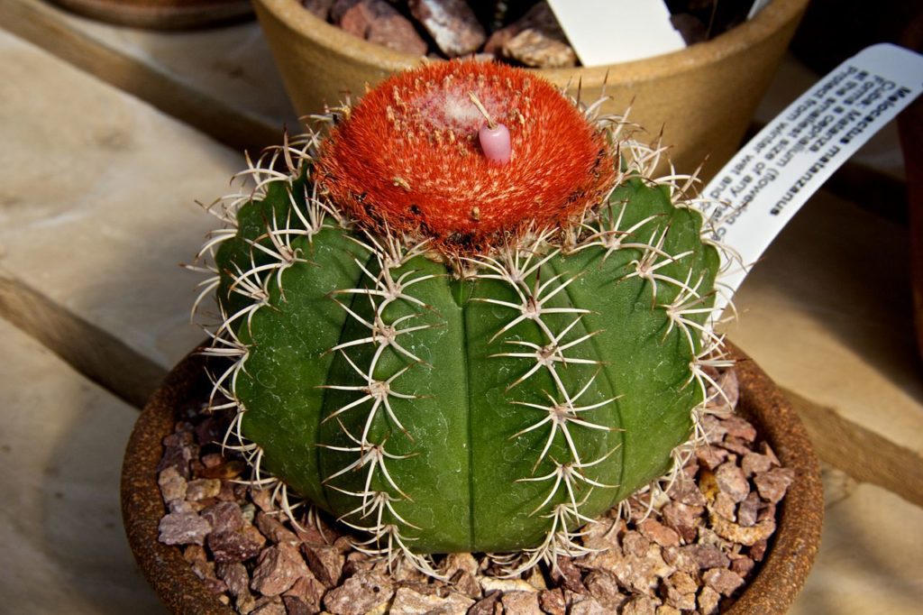 Melocactus Matanzanus Guia Sobre Esse Cacto