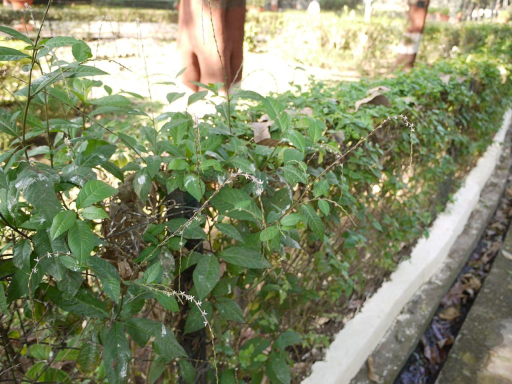 Planta Guiné Saiba Tudo Sobre Essa Planta