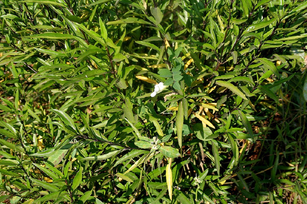 Planta Quebra Demanda Um Guia Completo