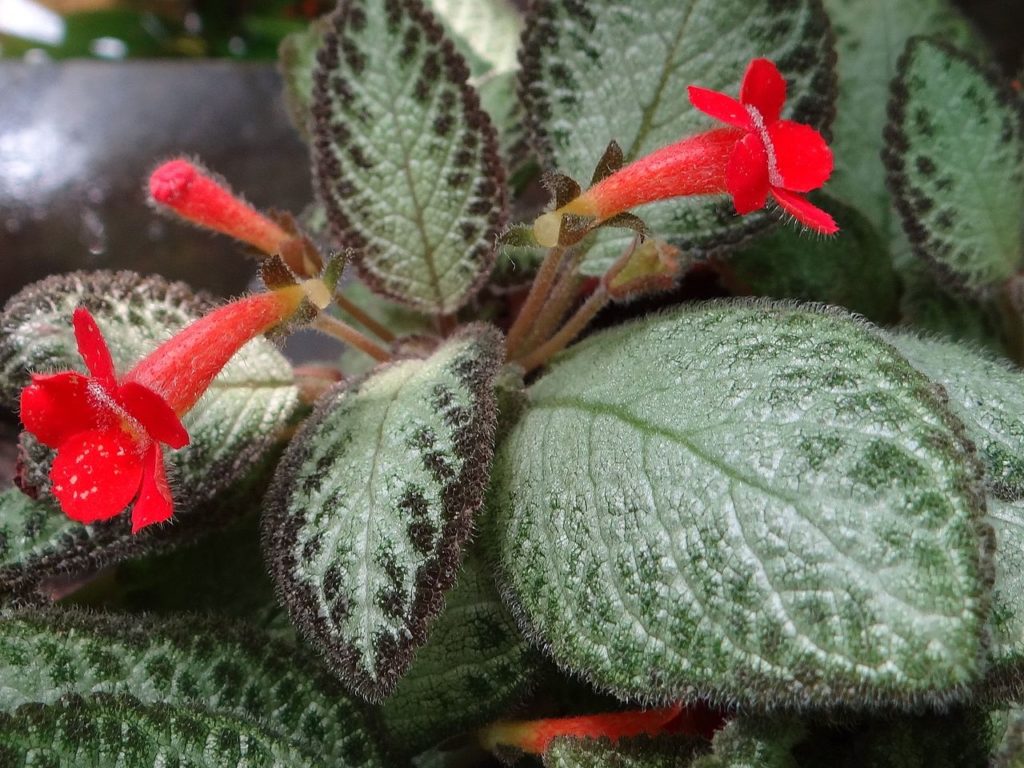 Planta Tapete Saiba Tudo Sobre Essa Planta