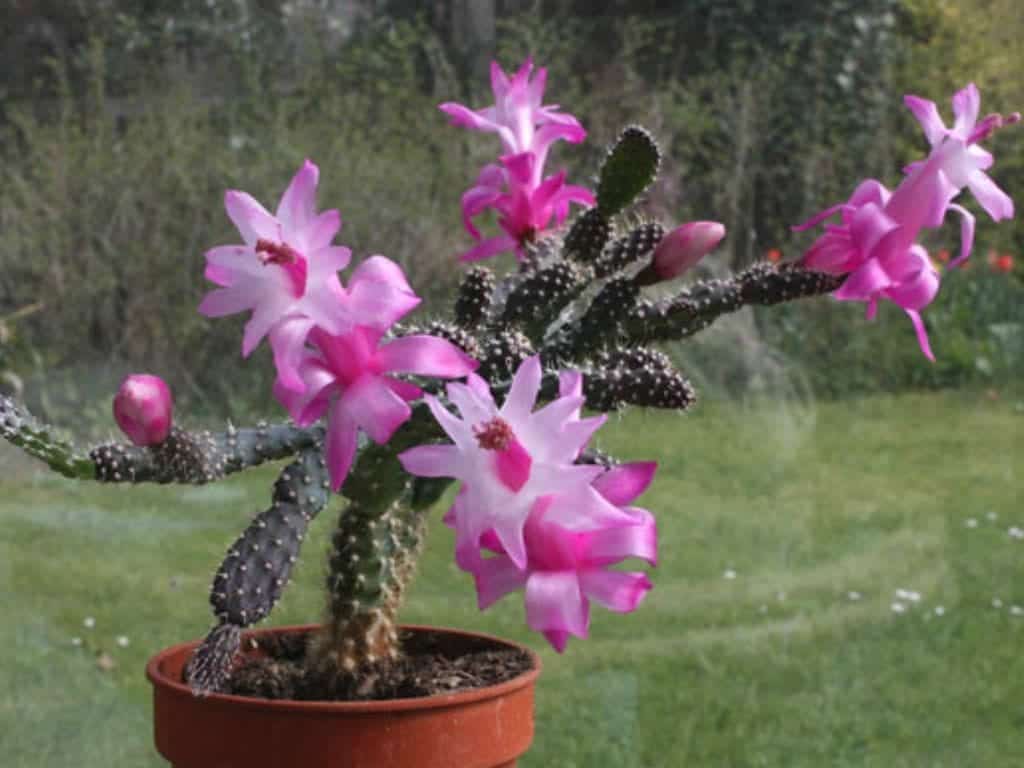 Schlumbergera Opuntioides Um Guia Deste Cacto