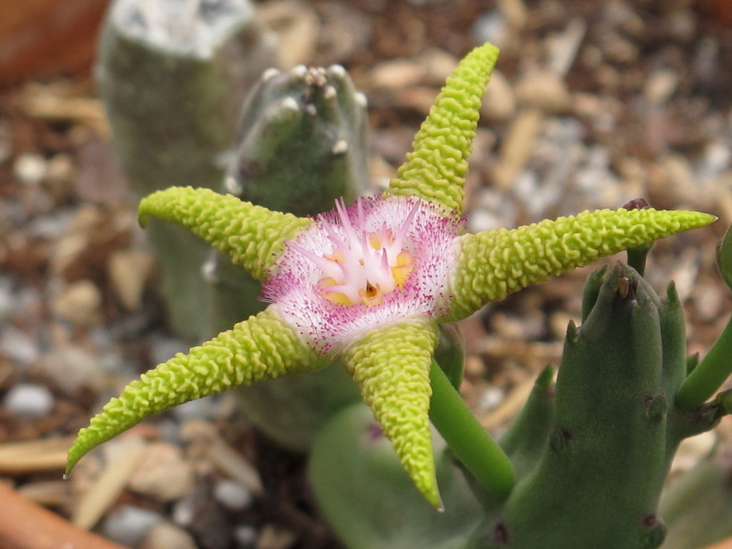 Stapelia Flavopurpurea Tudo Sobre Essa Suculenta