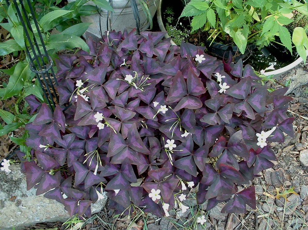 Trevo Roxo Saiba Tudo Sobre Essa Planta