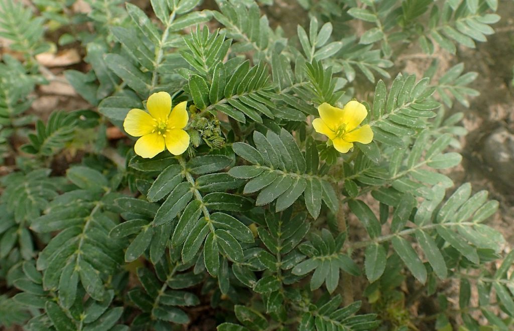 Tribulus Terrestris Saiba Tudo Sobre Essa Planta