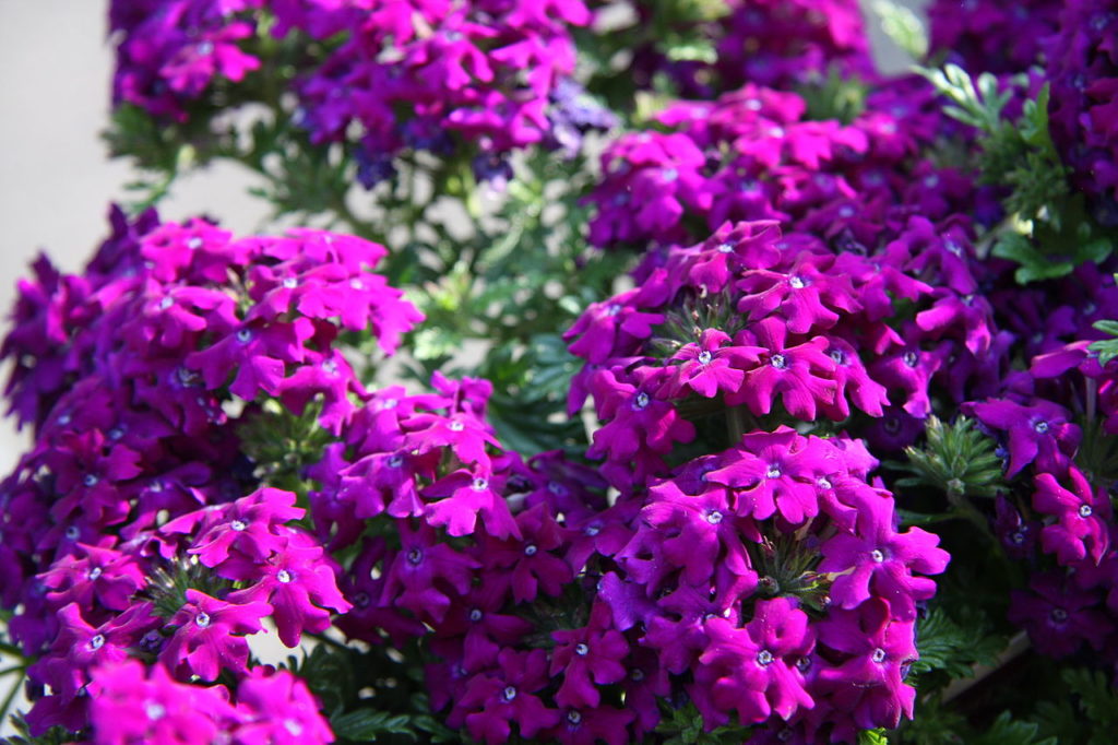 Verbena Um Guia Completo Desta Planta