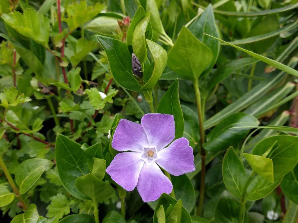 Vinca Pendente Saiba Tudo Sobre Essa Planta