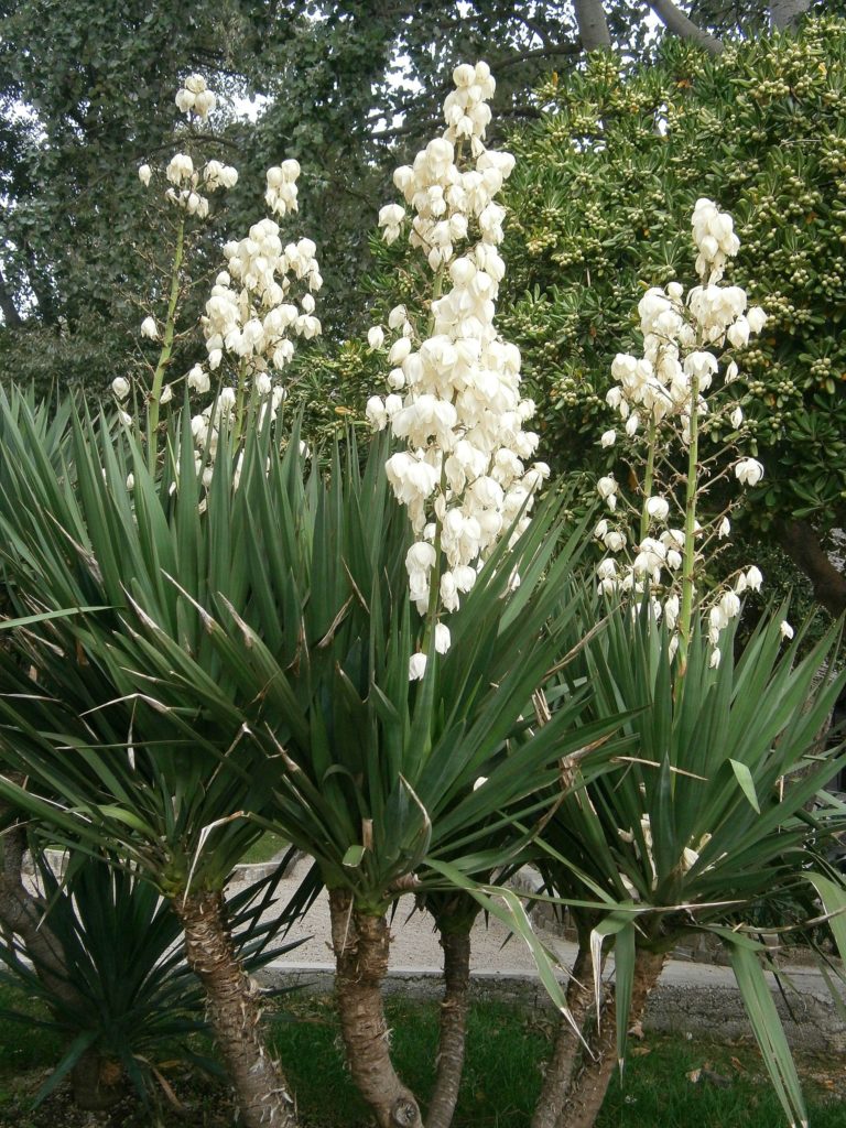 Yucca: Saiba Tudo Sobre Essa Planta