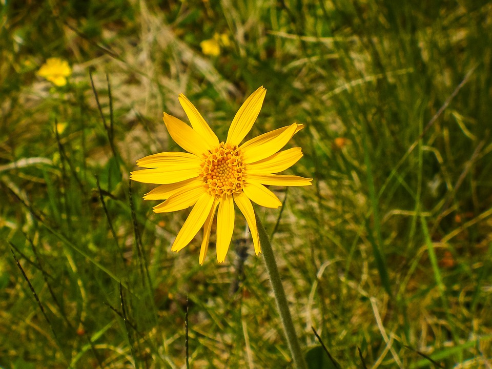 Arnica Um Guia Completo Desta Planta