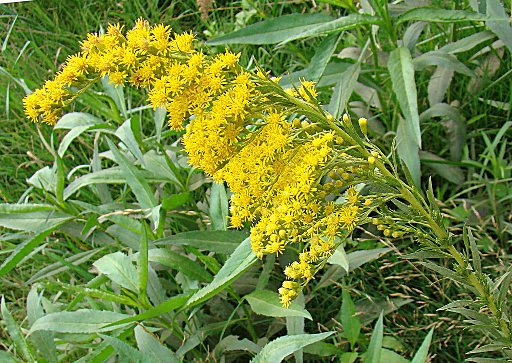 Arnica do Mato Saiba Tudo Sobre Essa Planta