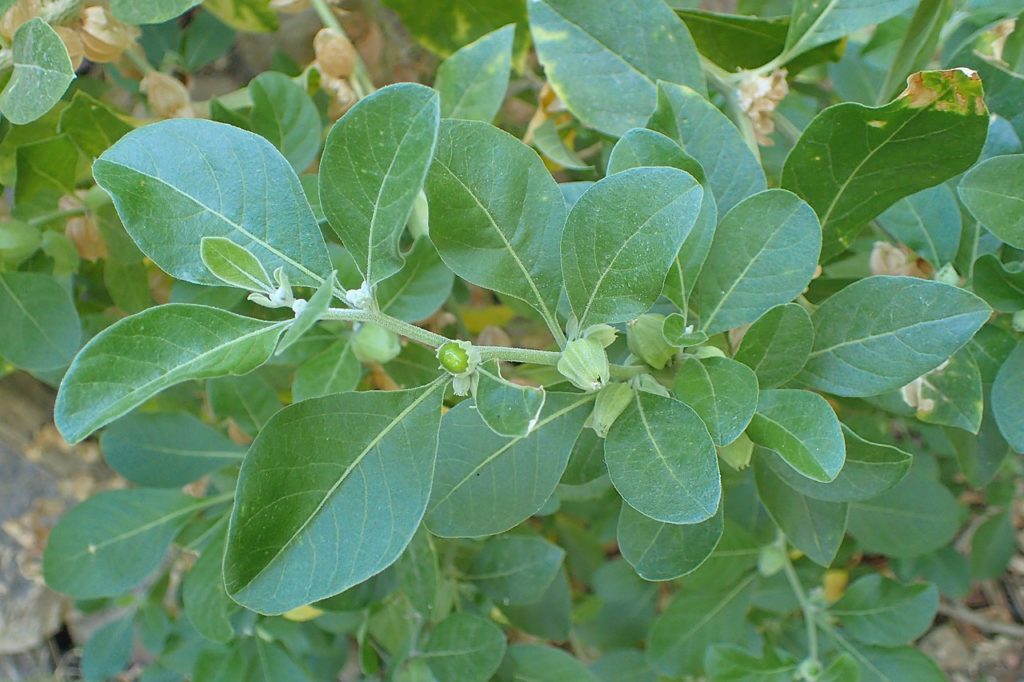 Ashwagandha Guia Completo Sobre Essa Planta