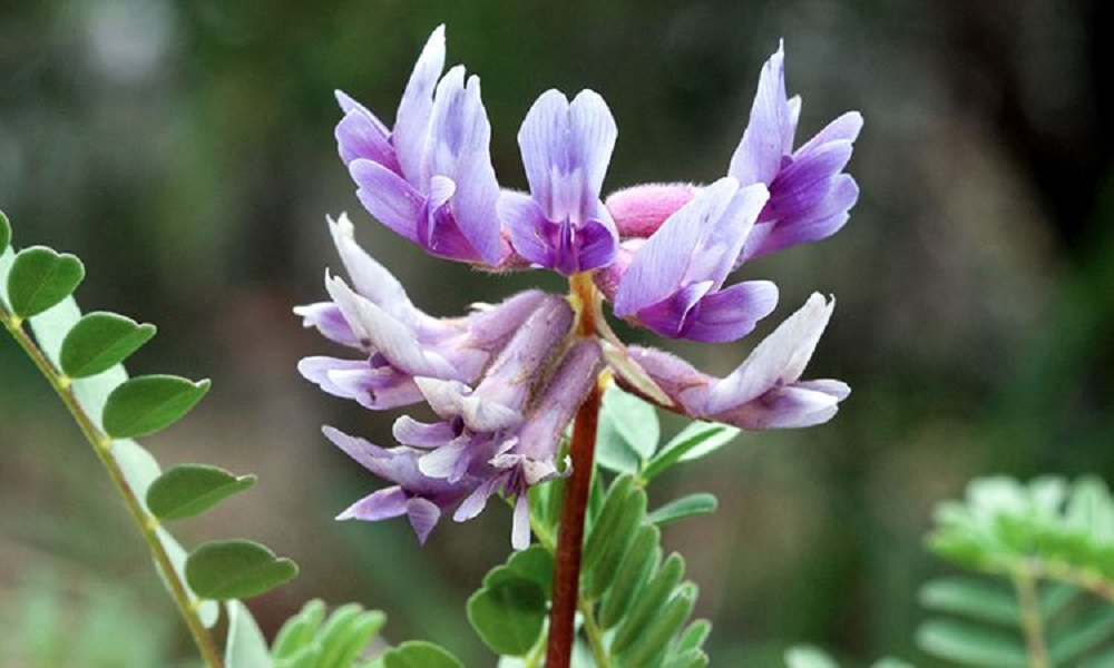 Astragalus Um Guia Completo Sobre Essa Planta