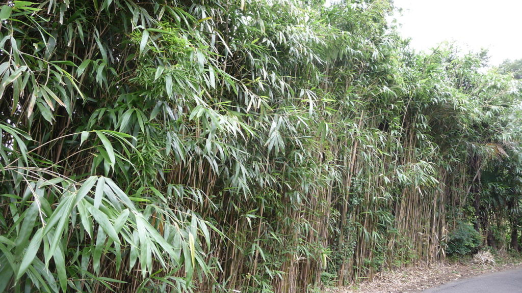 Bambu Japonês Guia Completo Sobre Essa Planta