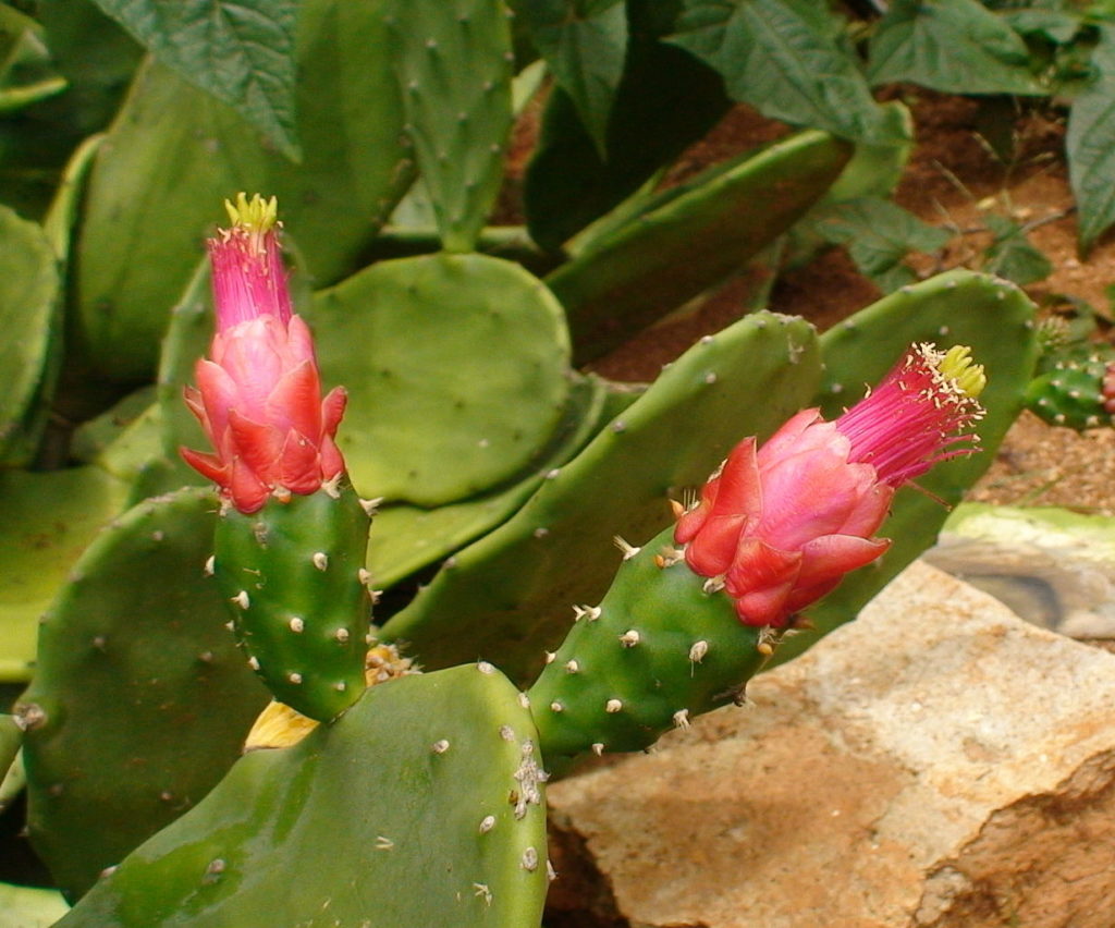 Cacto Palma Um Guia Completo Desta Planta