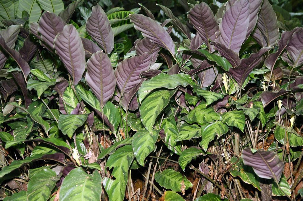 Calatéia Saiba Tudo Sobre Essa Planta