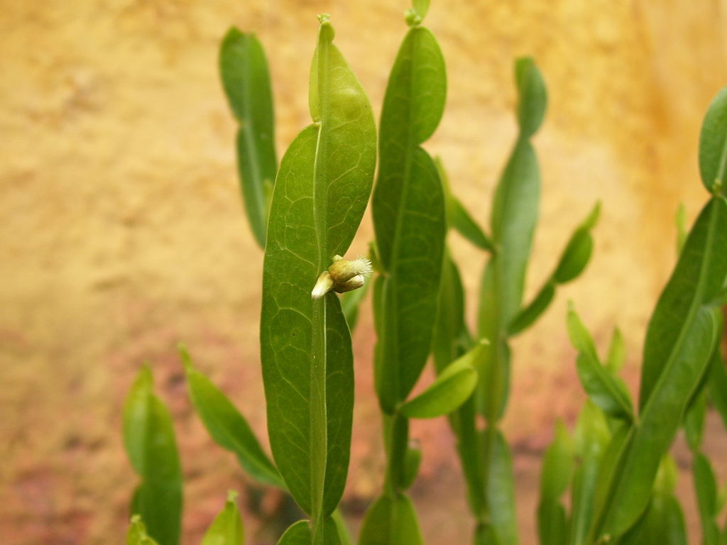 Carqueja Saiba Tudo Sobre Essa Planta