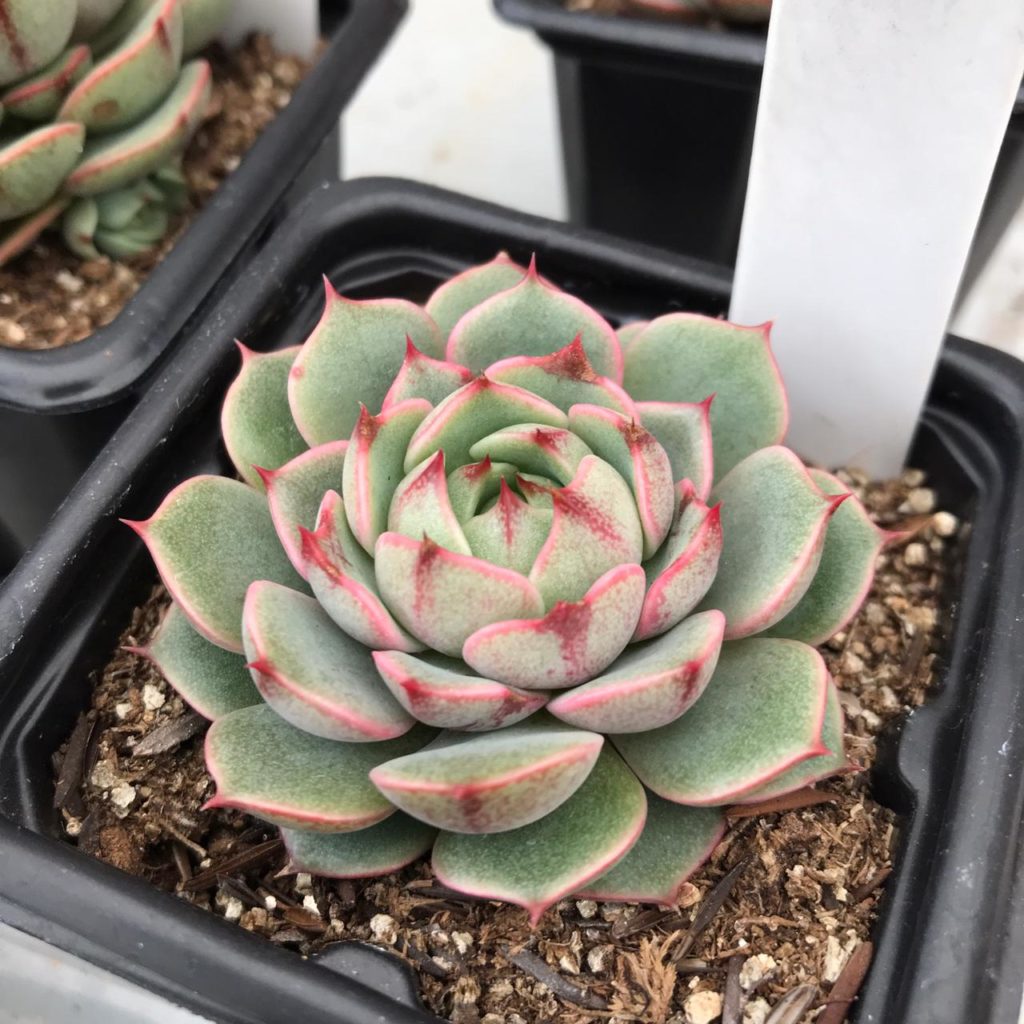 Echeveria Ben Badis Um Guia Desta Suculenta