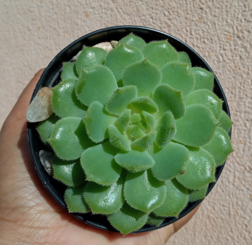 Echeveria Dorette Um Guia Desta Suculenta