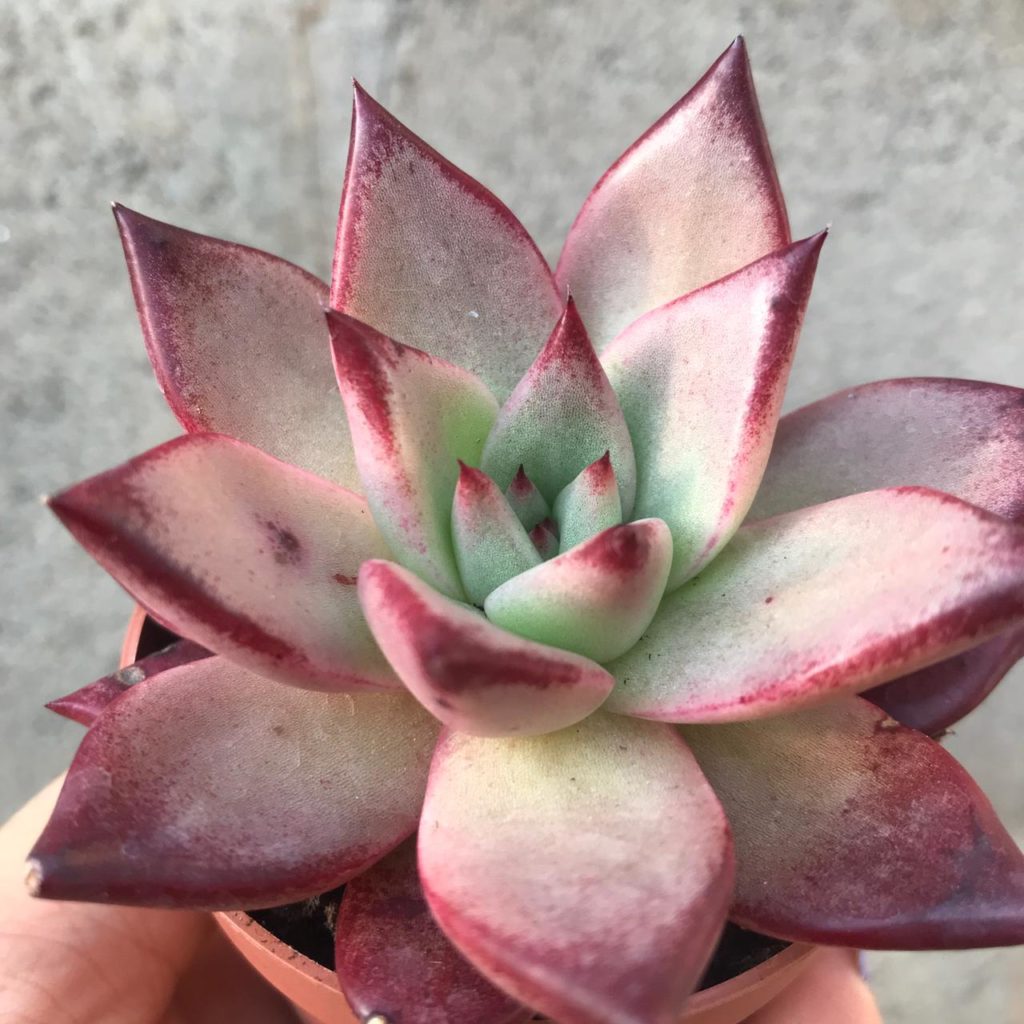 Echeveria Electra Tudo Sobre Essa Suculenta