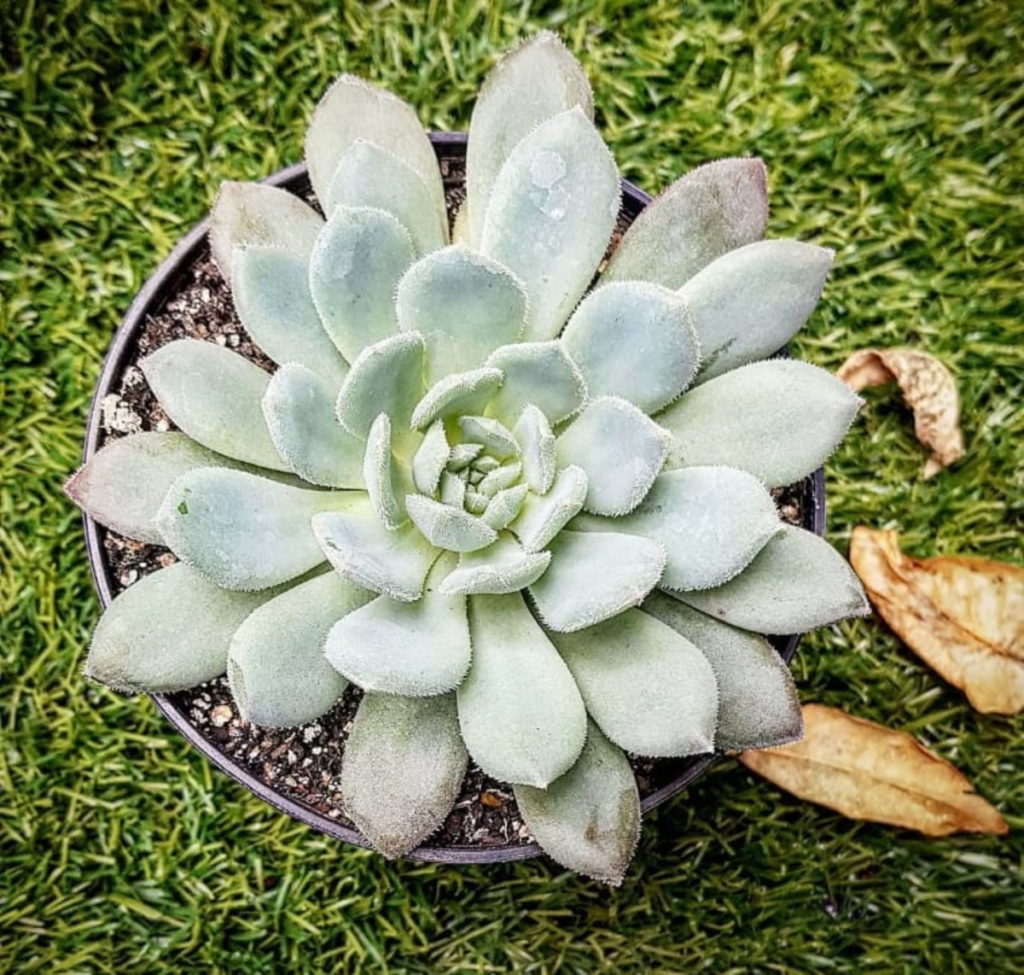 Echeveria Humberto Villa Um Guia Desta Planta