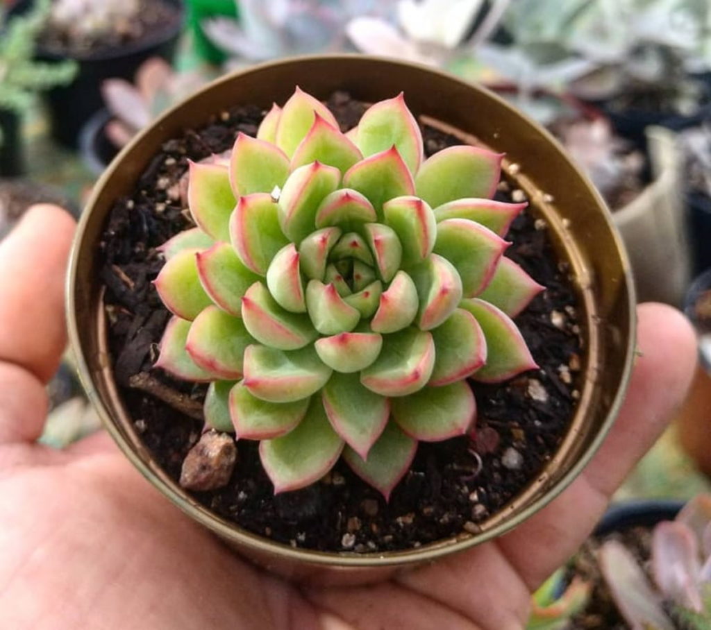 Echeveria Mebina Tudo Sobre Essa Suculenta