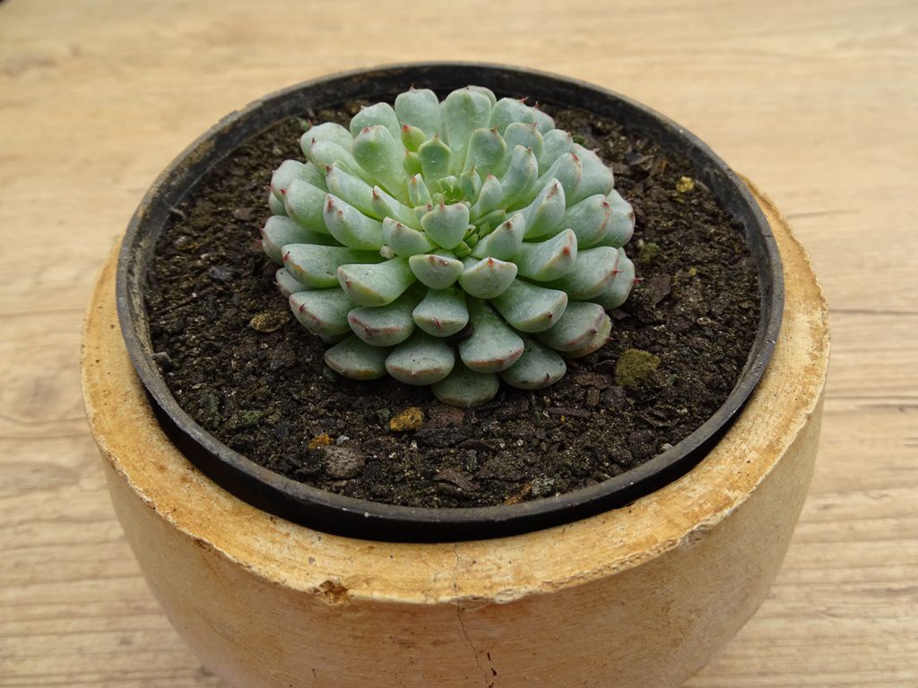 Echeveria Minima Tudo Sobre Essa Suculenta