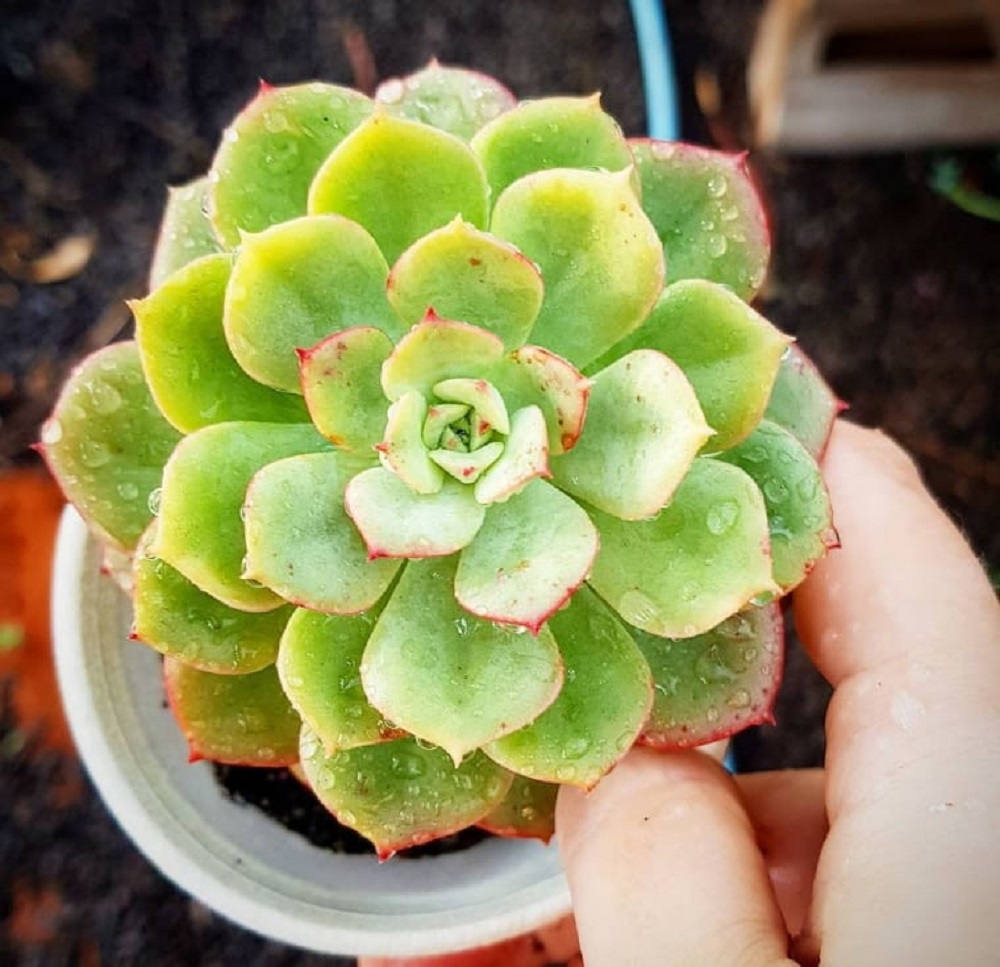 Echeveria Nicksana Um Guia Desta Suculenta