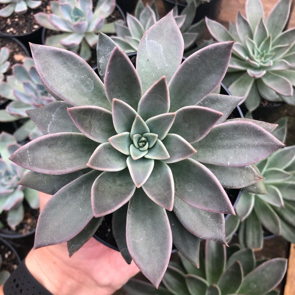 Echeveria Paniculata: Um Guia Desta Suculenta