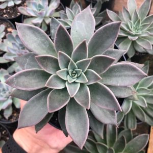 Echeveria Paniculata Um Guia Desta Suculenta